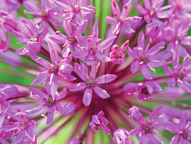 Flowerburst II - Ella Lancaster