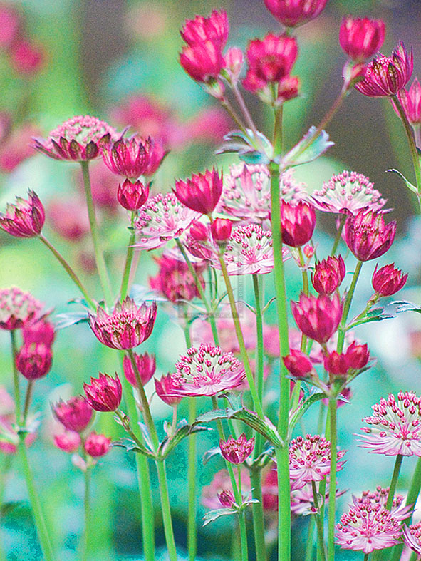 Astrantia Meadow - Ella Lancaster