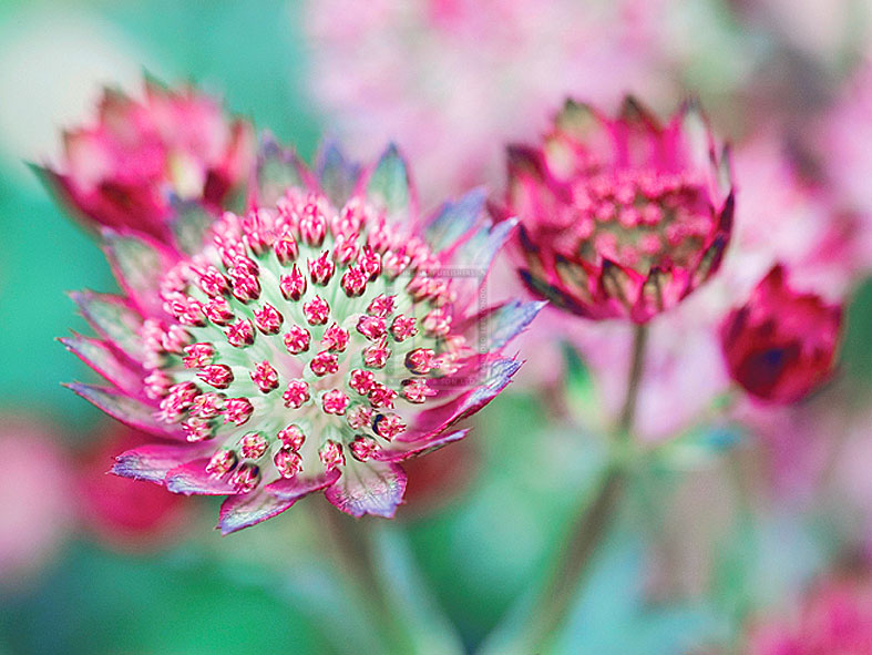Astrantia Haze I - Ella Lancaster