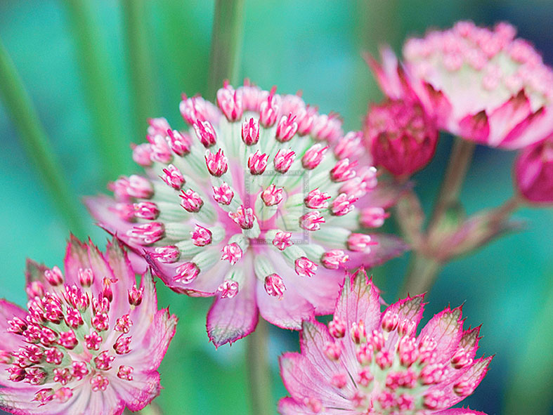 Astrantia Haze II - Ella Lancaster
