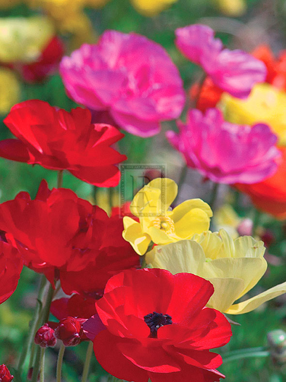 Summer Colour I - Ella Lancaster