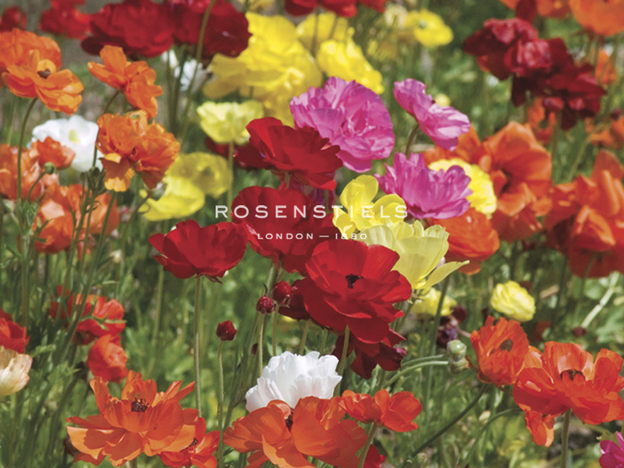Summer Colour II - Ella Lancaster
