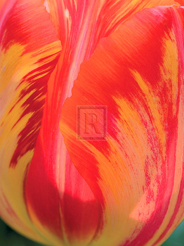 Radiant Orange Tulip - Ella Lancaster