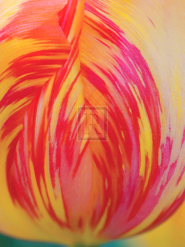 Radiant Yellow Tulip - Ella Lancaster