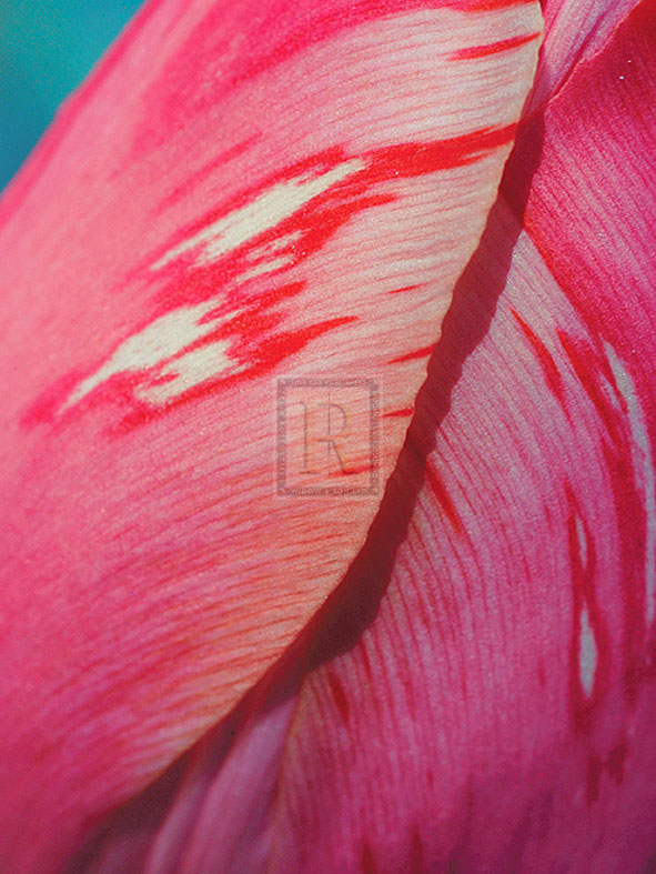 Radiant Pink Tulip I - Ella Lancaster