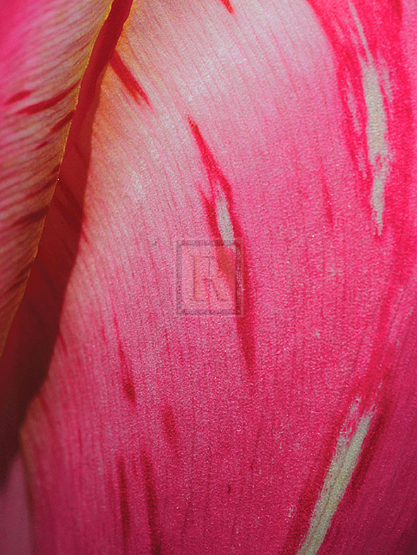 Radiant Pink Tulip II - Ella Lancaster