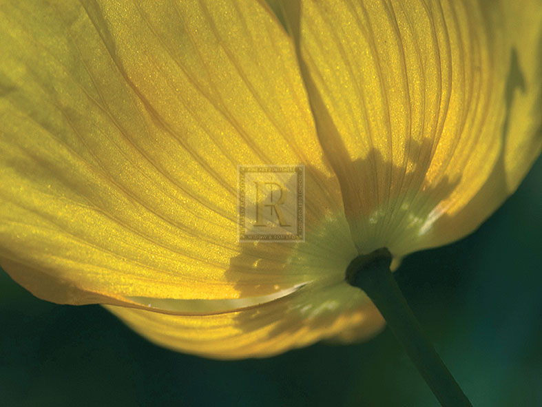 Lemon Tulip - Ella Lancaster