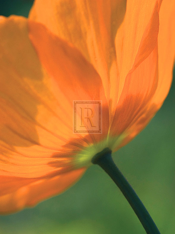 Sunshine Tulip - Ella Lancaster