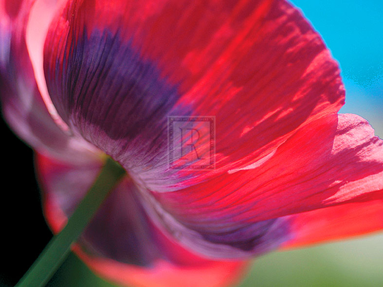 Radiant Poppy I - Ella Lancaster