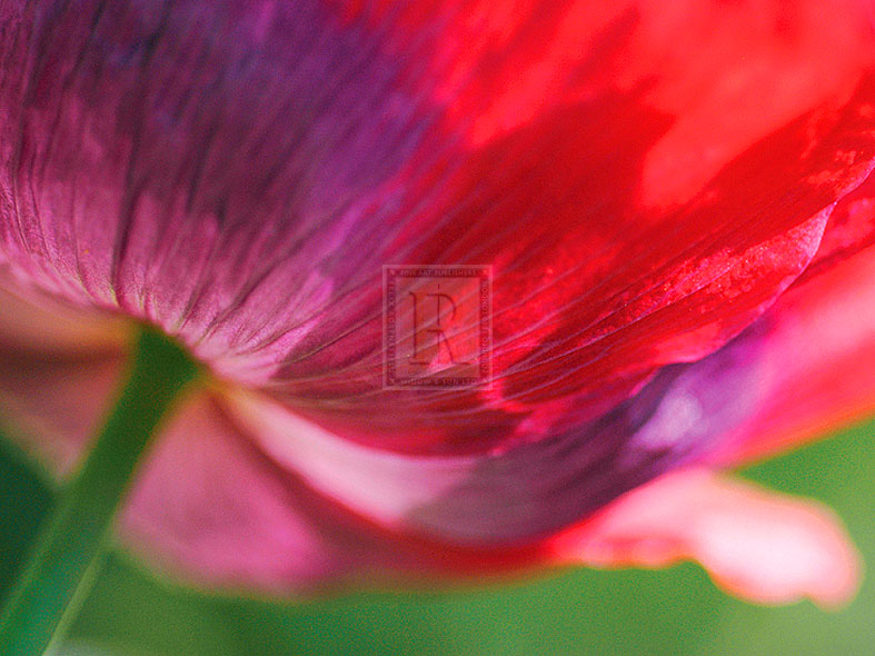 Radiant Poppy II - Ella Lancaster