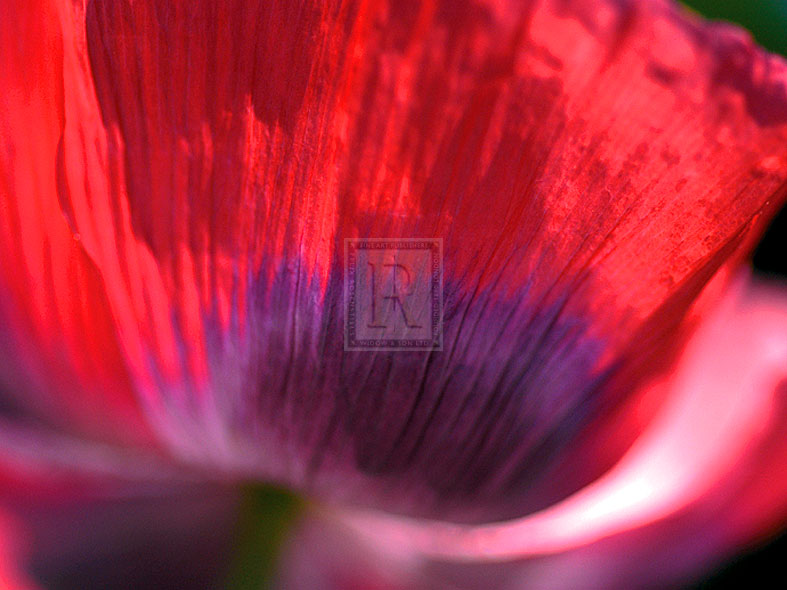 Radiant Poppy III - Ella Lancaster