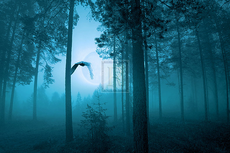 Forest Flight - Andreas Stridsberg
