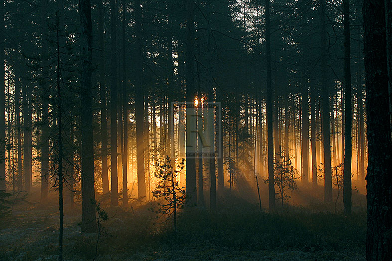 Forest - Early Light - Andreas Stridsberg
