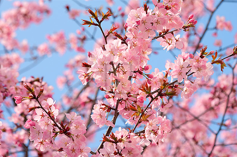 Blossom Haze - Joseph Eta