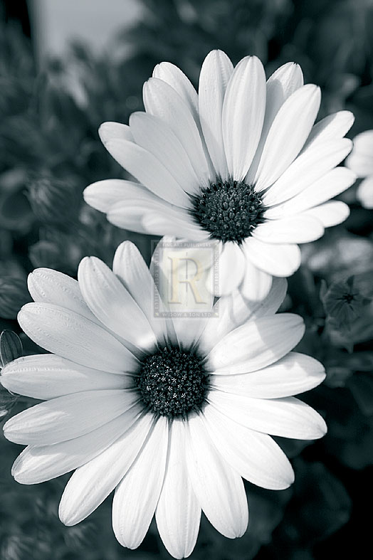 Daisy Dream - Joseph Eta