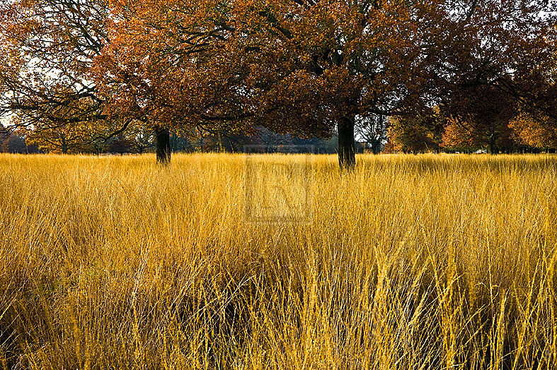 Through The Long Grass - Joseph Eta