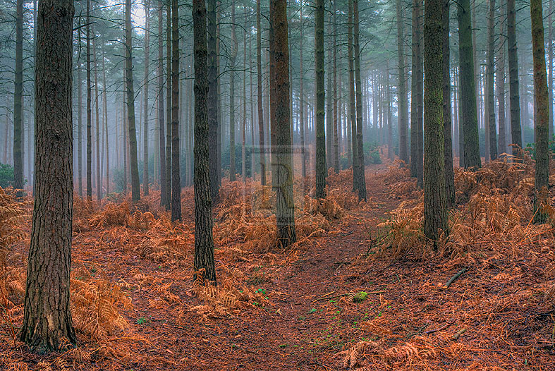 Beyond the Forest - Joseph Eta