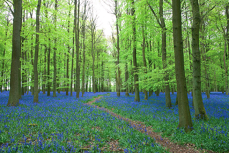 Bluebell Forest - Joseph Eta