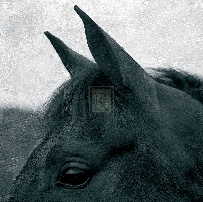 Horse Head - Pete Kelly