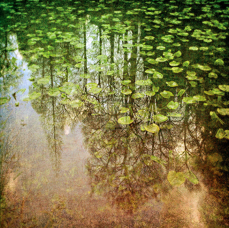 Lily Pond - Pete Kelly
