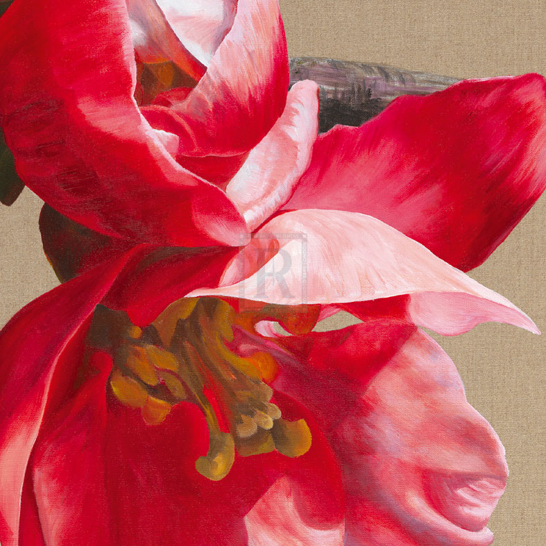 Japonica Blush III - Sarah Caswell