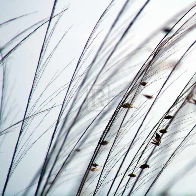 Organic I - Tony Koukos
