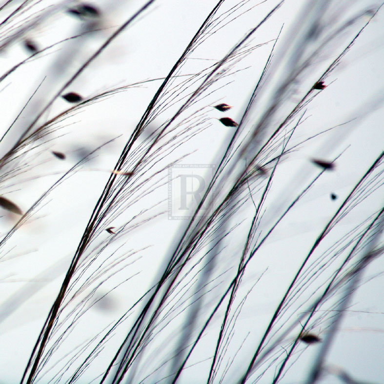 Organic II - Tony Koukos