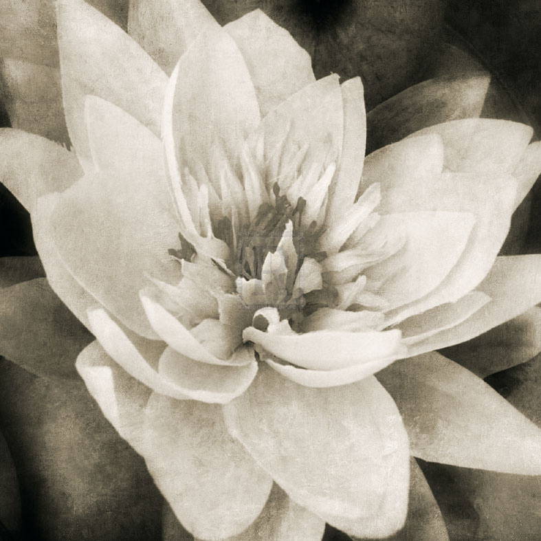 Soft Water Lily - Pete Kelly