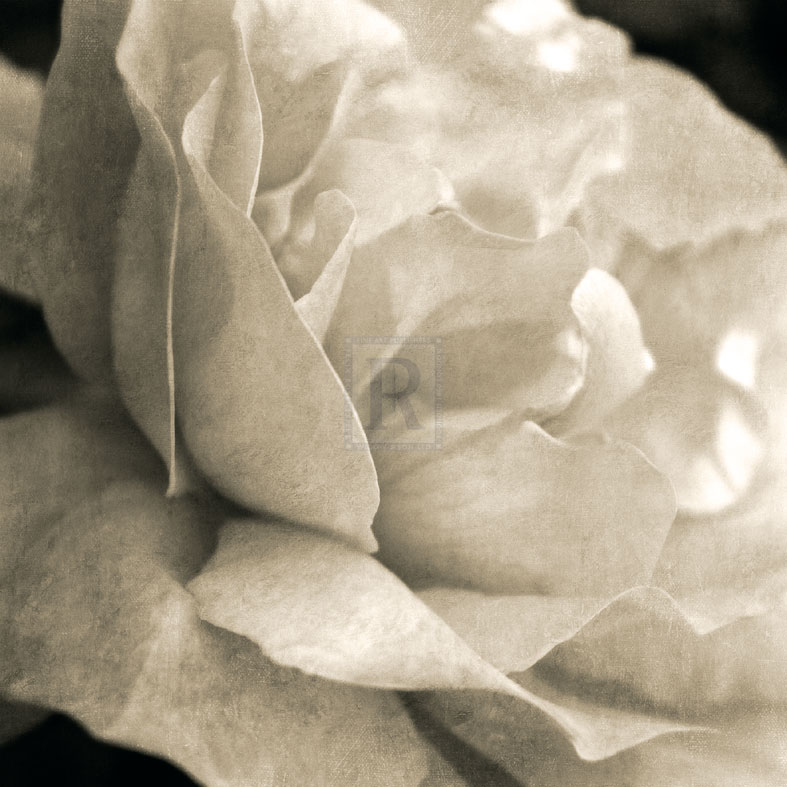 Soft Rose - Pete Kelly