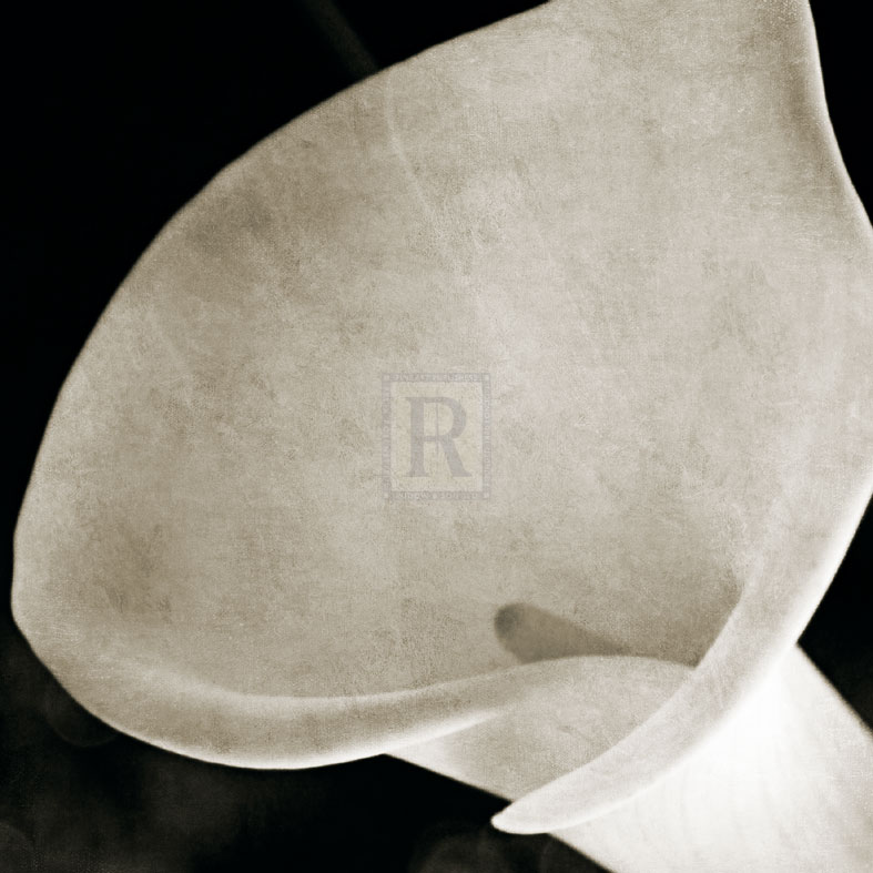 Calla Lily - Pete Kelly