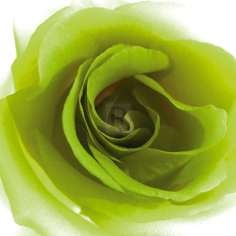 Green Summer Petals - Katja Marzahn