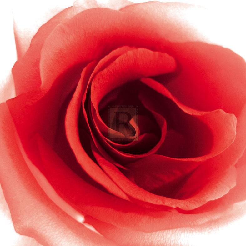 Red Summer Petals - Katja Marzahn