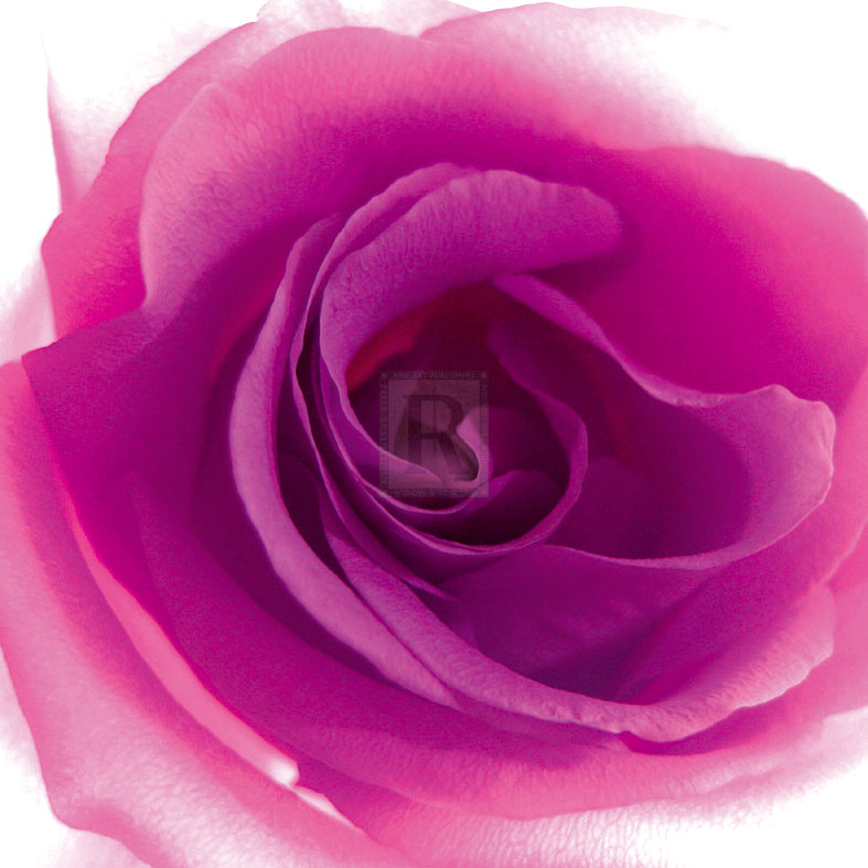 Mauve Summer Petals - Katja Marzahn