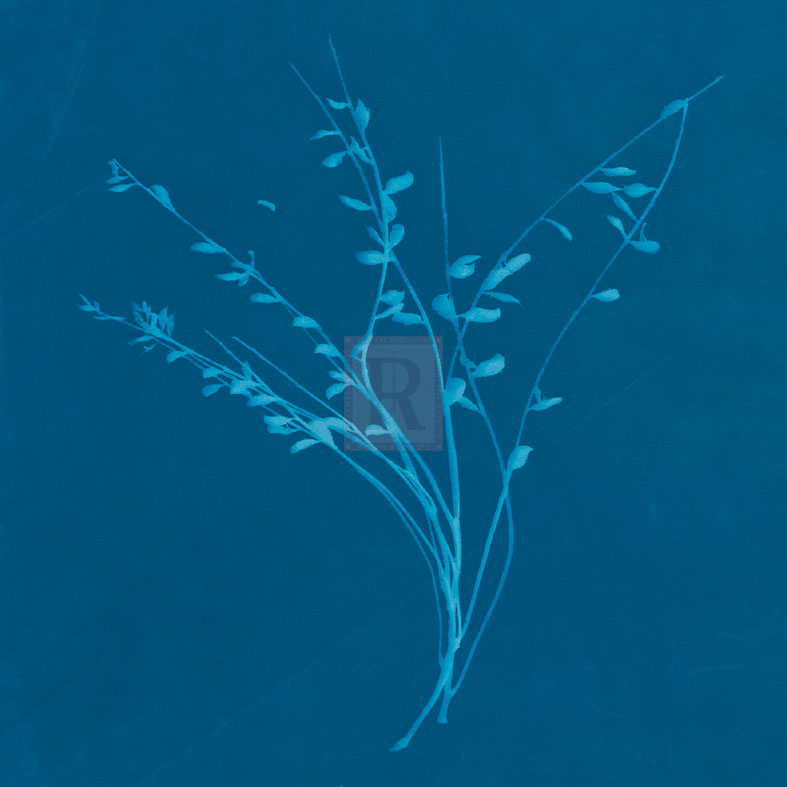 Wisp I - Sarah Cheyne