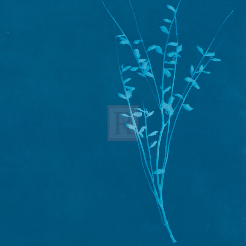 Wisp II - Sarah Cheyne