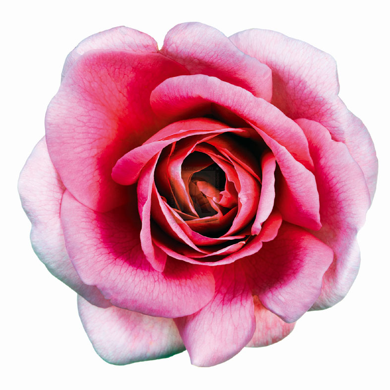 Pink Harmony II - James Guilliam