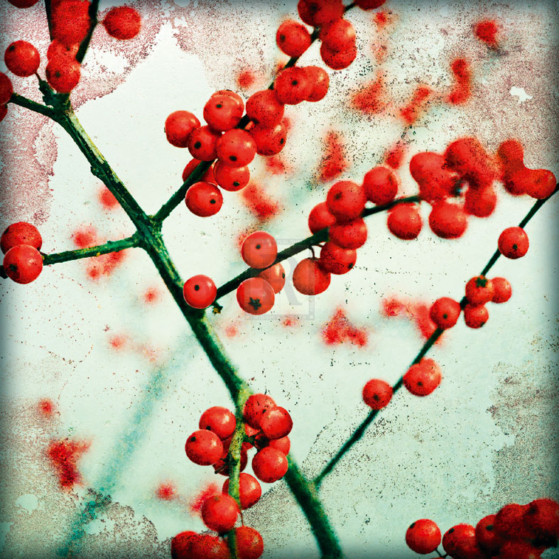 Ilex III - James Guilliam