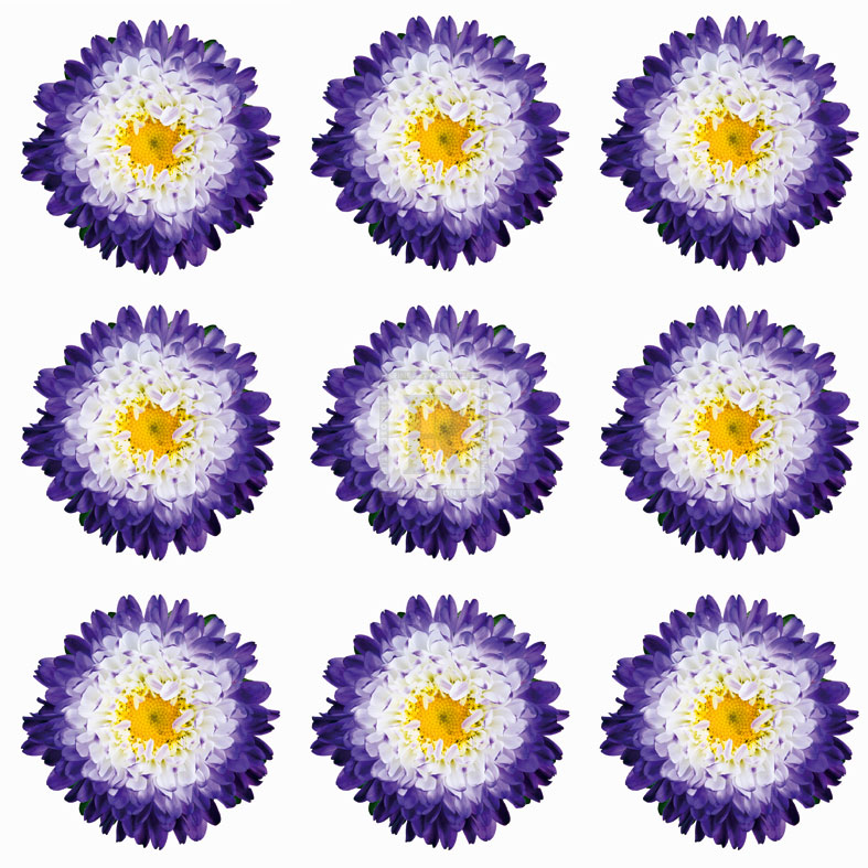 Polka Flowers I - James Guilliam