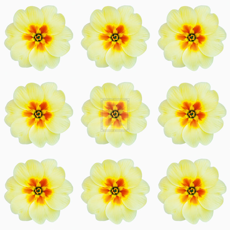 Polka Flowers III - James Guilliam