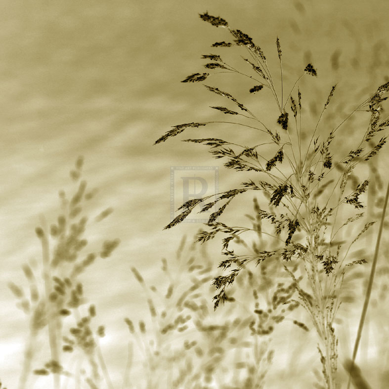 Patmos Organics II - Tony Koukos