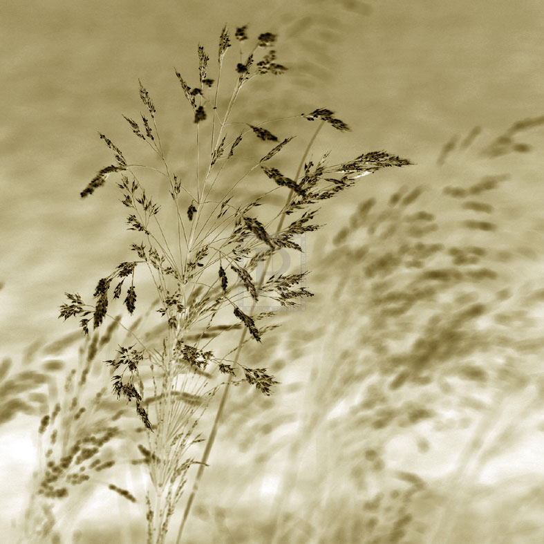 Patmos Organics III - Tony Koukos