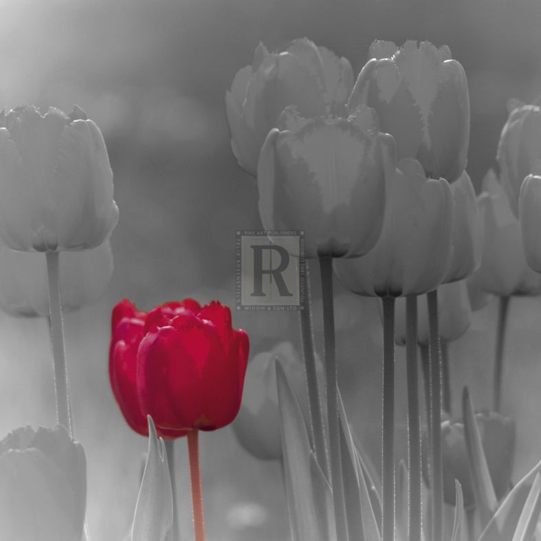 Tulip Accent I - Katja Marzahn