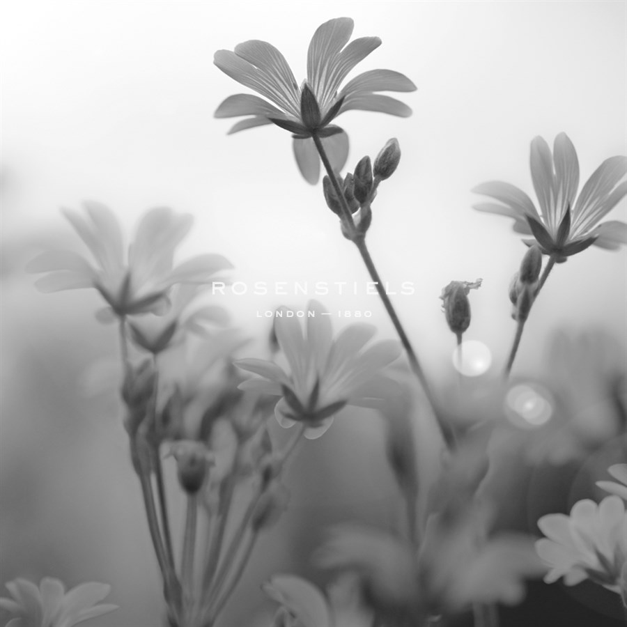 White Garden B&W - Andreas Stridsberg
