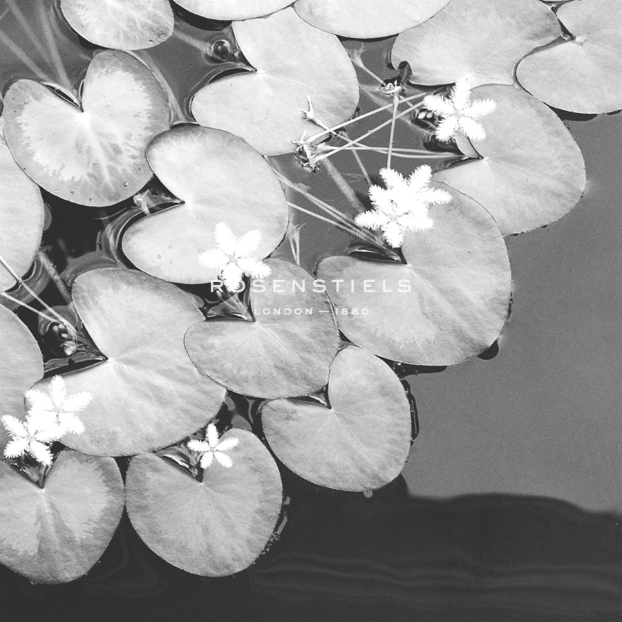 The Lily Pool B&W - Douglas Yan