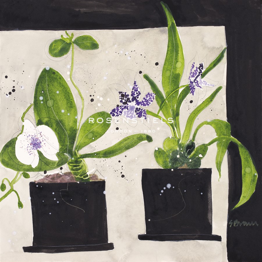 Hothouse Orchids I - Susan Brown