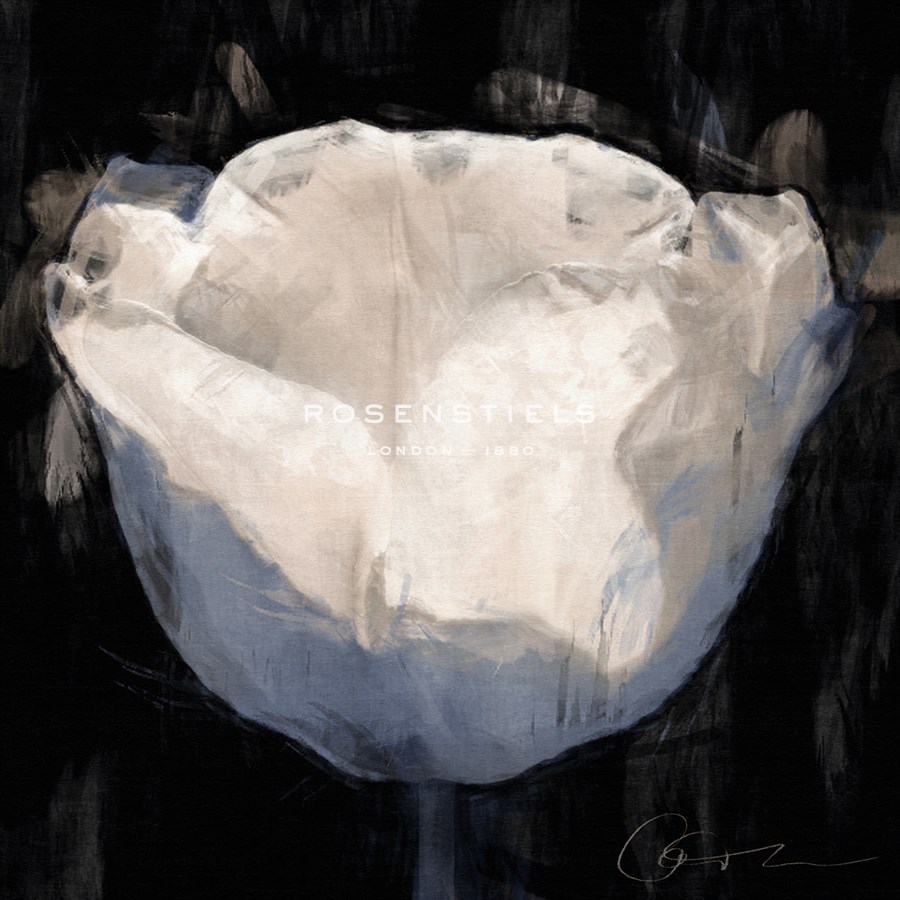 Tulip Sketch - Malcolm Sanders