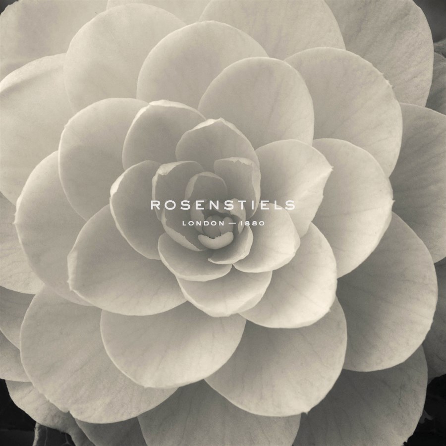 Camellia I - Ella Lancaster