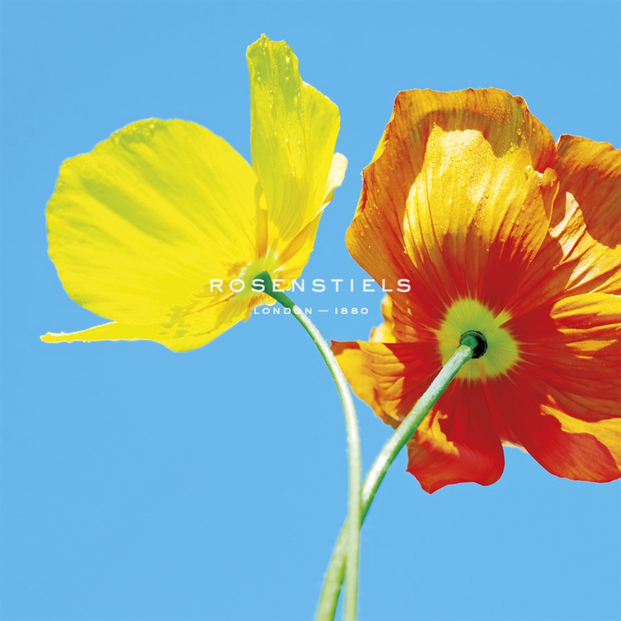 Poppies II - Ella Lancaster