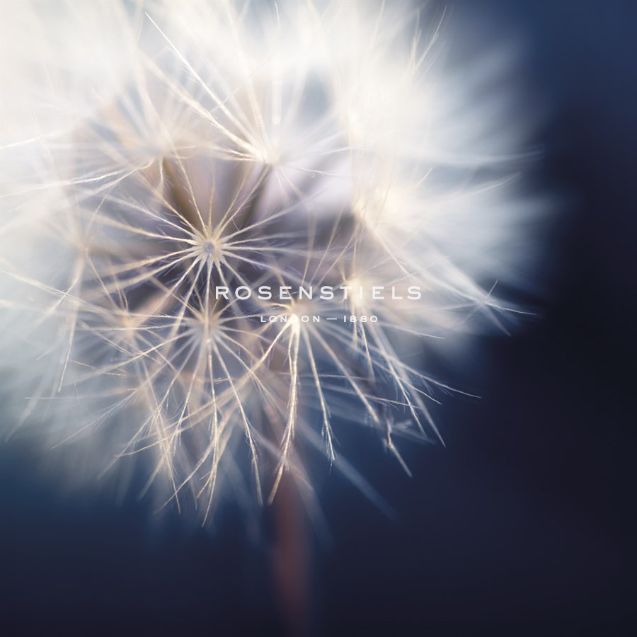 Dandelion Haze - Andreas Stridsberg