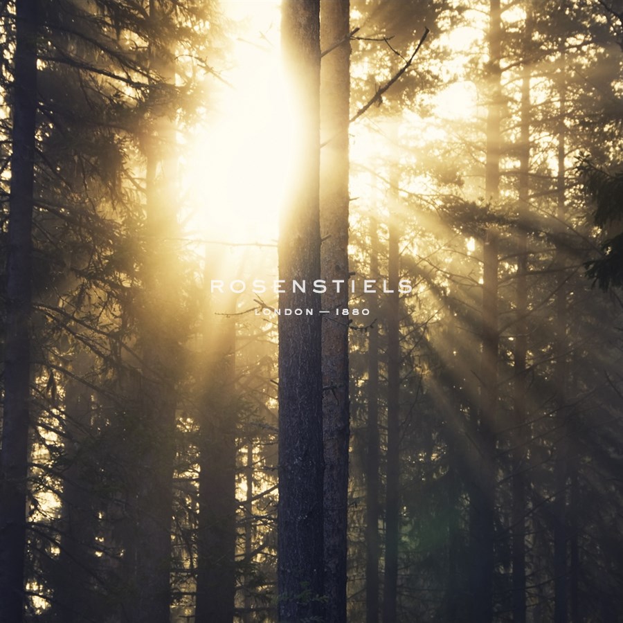 Woodland Glow - Andreas Stridsberg